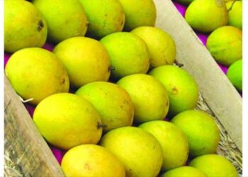 अक्षय्य तृतीयेसाठी आंबा बाजार बहरला!