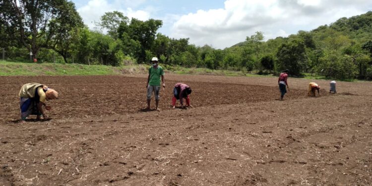 टोकन पद्धतीने भाताची यशस्वी लागवड