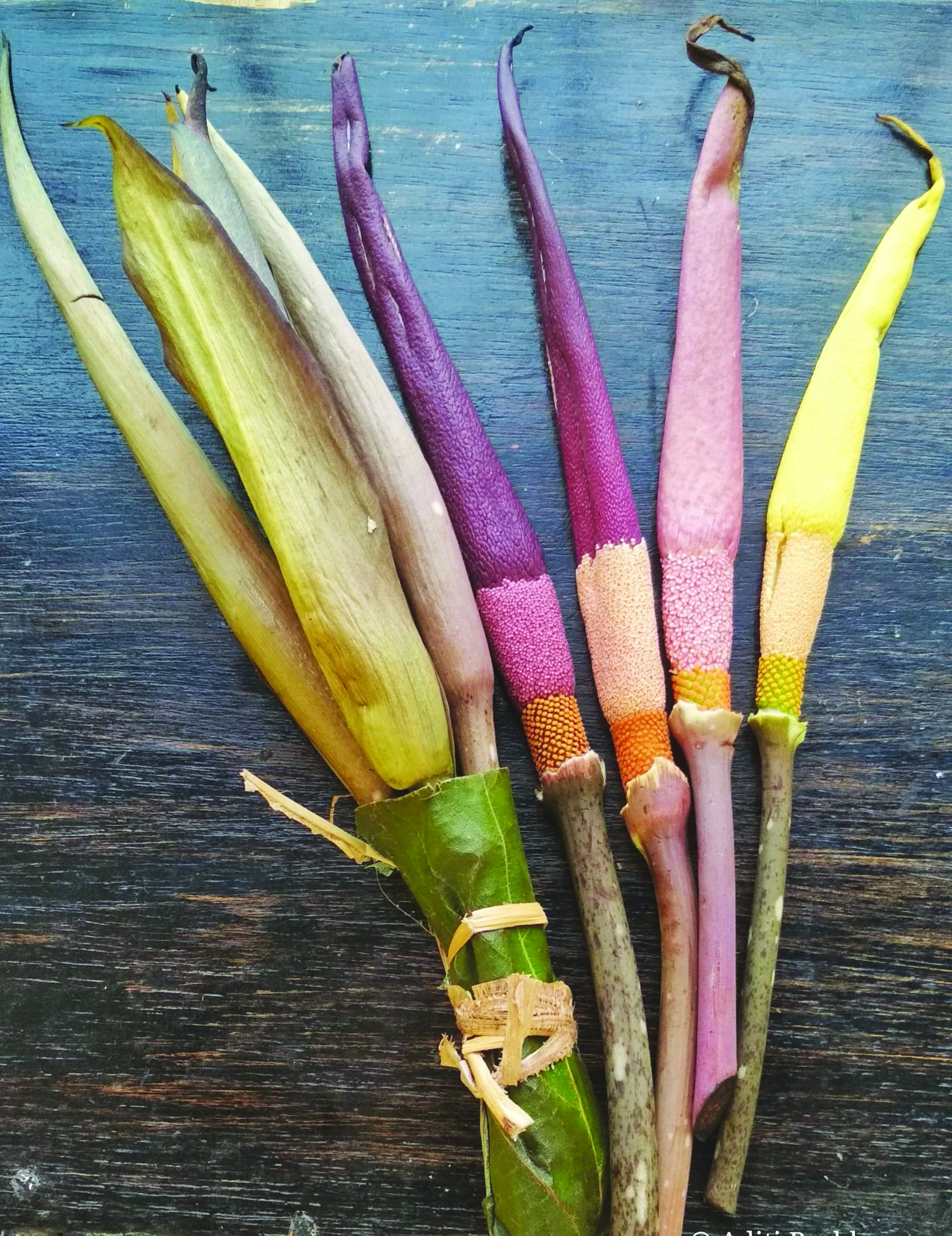 अबब.. आठ फुटी उंचीचा शेवळूं! - Krushival