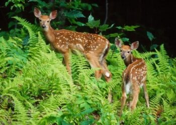 कोरोना महामारीचा प्राणीगणनेवर परिणाम