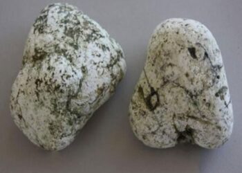 अलिबागचे दोघे जण व्हेल माशाच्या उलटी तस्करीत गजाआड