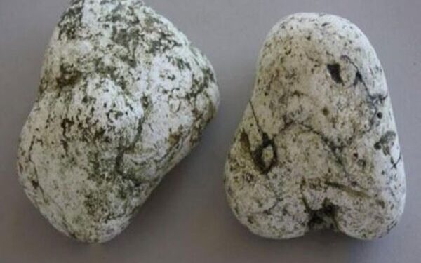 अलिबागचे दोघे जण व्हेल माशाच्या उलटी तस्करीत गजाआड