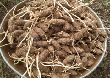 ओसाड माळरानावर फुलले कंदमुळे