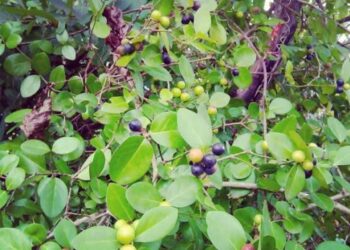 कोकणातील करवंदे येणार आता मराठवाड्यात