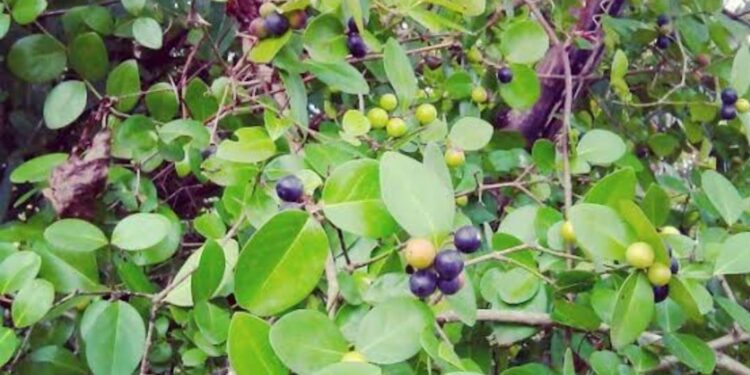 कोकणातील करवंदे येणार आता मराठवाड्यात