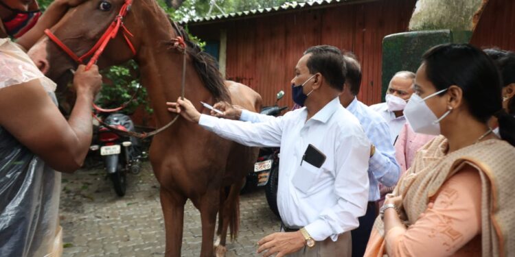 माथेरानमध्ये अश्‍वांचे लसीकरण