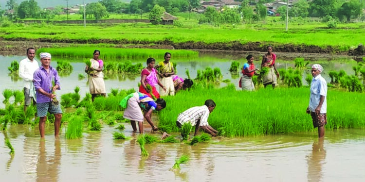रोह्यात भात लागवडीस सुरुवात