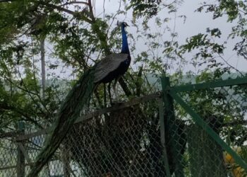 ओएनजीसी प्रकल्पात मोराचा वावर