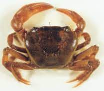 यंदा मुठ्यांचे आगमन लवकरच