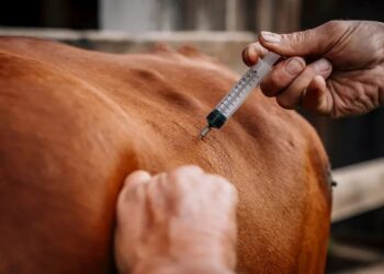 आजपासून पशुचिकित्सा व्यवसायी संघटना करणार आंदोलन