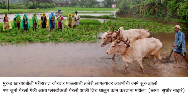 भातलावणीच्या कामांनी धरला वेग