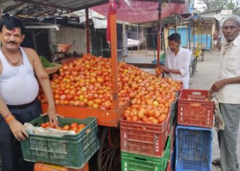 जिद्दीच्या जोरावर टोमॅटोच्या व्यवसायातून यशाकडे वाटचाल
