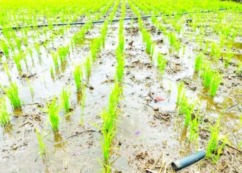 चोरगोंडी येथे टोकण पद्धतीने भातलावणी