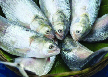 राजपुरी बंदरात बंदी असताना सुद्धा मासेमारी सुरु