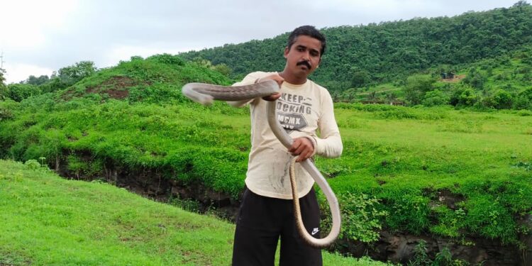 सर्पमित्र अजय भोसलेने दिले सापाला जीवदान