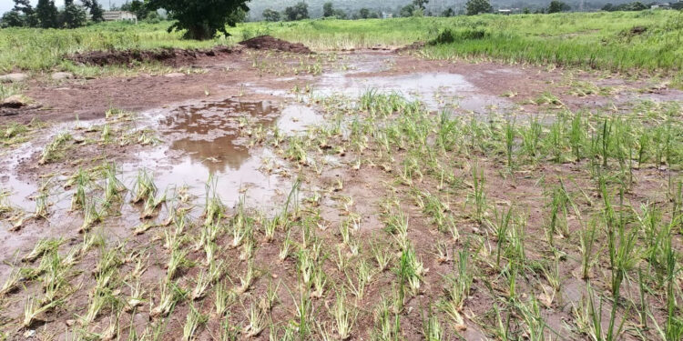 शेतकर्‍यांवर अस्मानी संकट