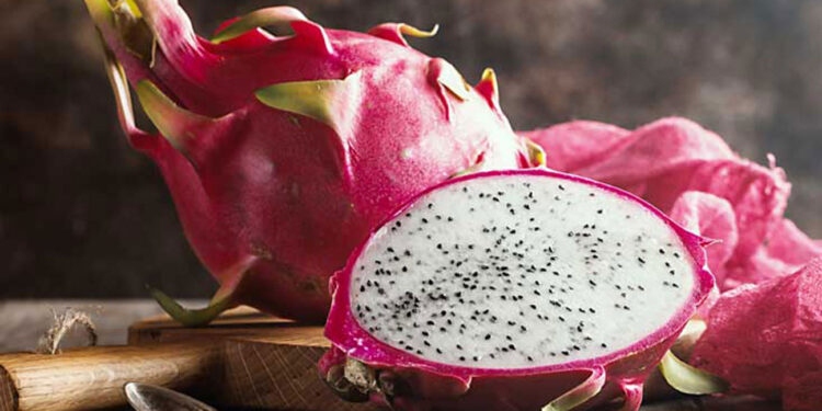 रायगडात बहरणार ड्रॅगनफ्रूटची शेती