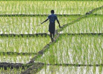 पावसाच्या आगमनाने शेतीच्या कामांना वेग