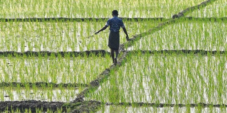 पावसाच्या आगमनाने शेतीच्या कामांना वेग