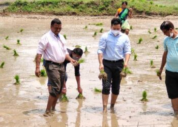 जिल्हाधिकार्‍यांनी शेतात जावून केली भात रोवणी