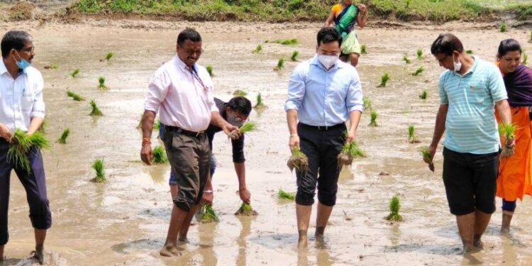 जिल्हाधिकार्यांनी शेतात जावून केली भात रोवणी