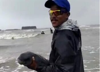 अलिबाग बीचवर डॉल्फिनचं दर्शन;व्हिडिओ व्हायरल
