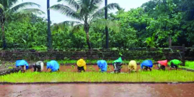 समाजात अजूनही माणूसकी जिवंत…क्वारंटाईन कुटुंबाची भात लावणी ग्रामस्थांनी केली पूर्ण