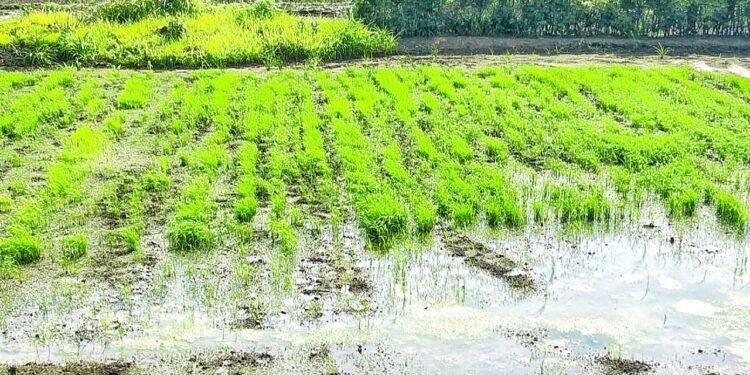 मान्सूनच्या सरींनी बळीराजा सुखावला