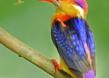 रायगडात बहरतेय अद्भुत जैवविविधता