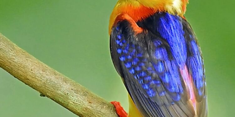 रायगडात बहरतेय अद्भुत जैवविविधता