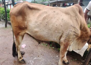 सुधागडात लंपी स्किन डिजस रोगाचा थैमान