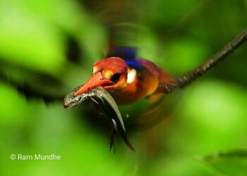 अतिवृष्टीमुळे जिल्ह्यात तिबोटी खंड्या बेघर