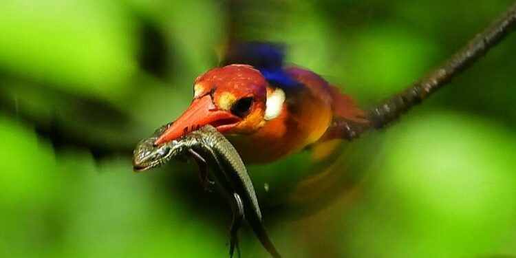 अतिवृष्टीमुळे जिल्ह्यात तिबोटी खंड्या बेघर