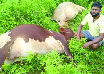 वीज वाहिनी पडून पाळीव प्राण्यांचा मुत्यू