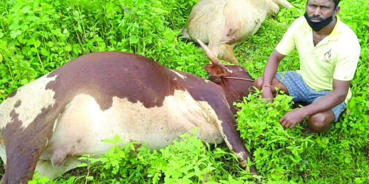 वीज वाहिनी पडून पाळीव प्राण्यांचा मुत्यू