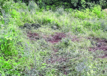 नागोठण्यानजीक चार गुरांची हत्या