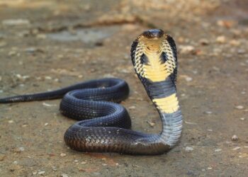 साप मारण्यापेक्षा वाचविण्याकडे कल
