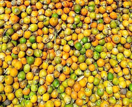 सुपारीला यंदा विक्रमी भाव