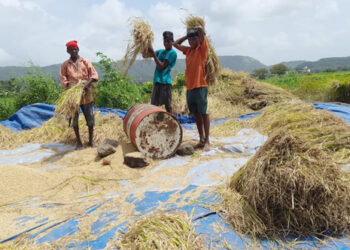 चिरनेरमध्ये भात मळणीला सुरुवात