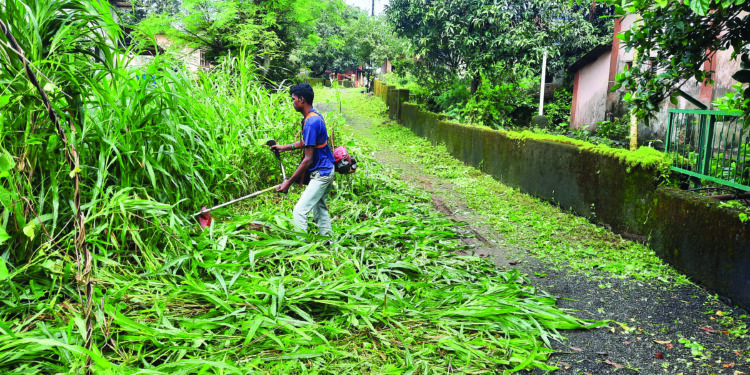 कापलेले गवत रस्त्यावरच, गणेशोत्सवाच्या मुहूर्तावर चालणे अवघड