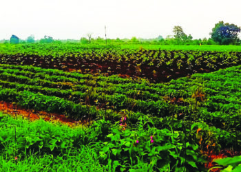 आदिवासींना आता भाजीचा आधार