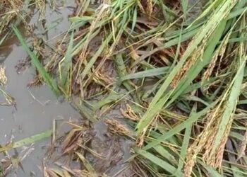 सुधागडातही भातशेतीचे प्रचंड नुकसान