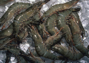 मुरुडमध्ये कोळंबीची मासेमारी सुरू