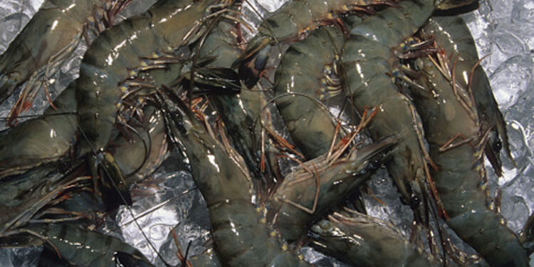 मुरुडमध्ये कोळंबीची मासेमारी सुरू