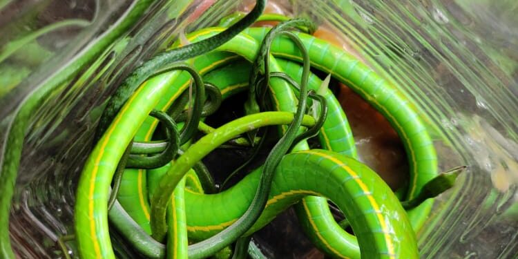 हरणटोळ सापाने दिला पिल्लांना जन्म