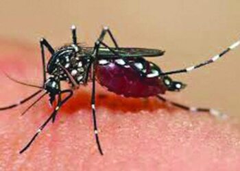 नवी मुंबईत साथीच्या आजारांकडे दुर्लक्ष