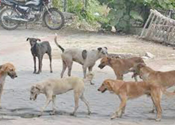 खारेपाटात भटक्या कुत्र्यांची दहशत