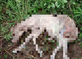 गरोदर असतानाही तिची केली हत्या; आरोपीविरोधात गुन्हा दाखल