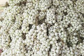 अलिबागच्या पांढर्‍या कांद्याला ‘जीआय’