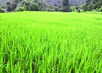 खालापूर तालुक्यात भातशेतीला बहर